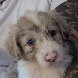 Bordoodle Puppies from Lunatic Kennel