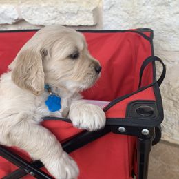 Golden Retriever Puppies from Daniel Ranch Golden Retrievers