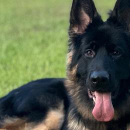 German Shepherds from Anderson Shepherds