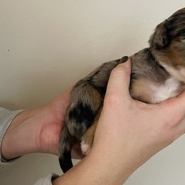 Girl 2 - Bernedoodle puppy in Murray, Utah from Bernepups