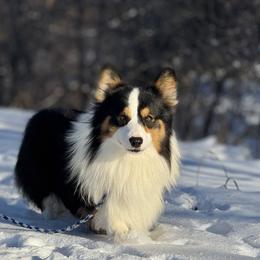 Sarge - Pembroke Welsh Corgi