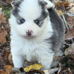 Boy 2 - Gray and white male Pomsky puppy in Tennessee from Hudson’s Huskies & Pomskies