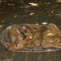Rhodesian Ridgeback Puppies from Tifari Rhodesian Ridgebacks