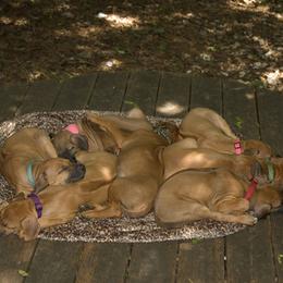 Rhodesian Ridgeback Puppies from Tifari Rhodesian Ridgebacks