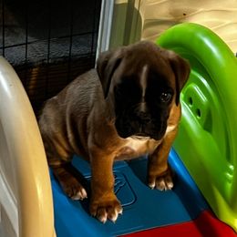Boy 1 - Fawn Boxer puppy in Canton, Texas from Branton Farms (Mini Schnauzers, Boxers and Mini Aussies)