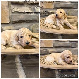 Boy 2 - Apricot male Goldendoodle puppy in Lyman, Wyoming from Backcountry Doodles