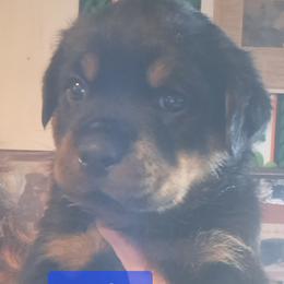 Boy 2 - Black and mahogany male Rottweiler puppy in De Witt, Iowa from Irish Eyes Kennels