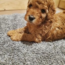 Goldendoodle Puppies from Desert Dream Doodles