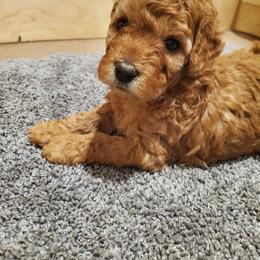 Goldendoodle Puppies from Desert Dream Doodles