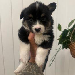 Cove- fluffy coat male - Black and tan male Pembroke Welsh Corgi puppy in Red Bluff, California from Wilder Ranch Corgis