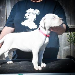 Sarabi - Dogo Argentino puppy from Debonair Dogos