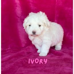 Girl 1 - female Havanese puppy in Fielding, Utah from LUCKY HAVANESE