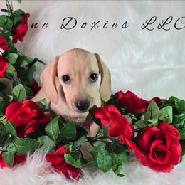 Chad English Cream AKC - Cream male Dachshund puppy in Kansas City, Missouri from Divine Doxies LLC