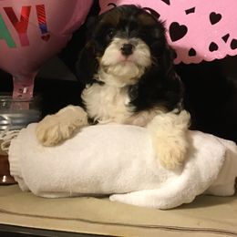 Cavalier King Charles Spaniel, Cavapoo, Maltipoo, and Poodle Puppies from Lainy's Puppies