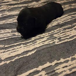 Black male white stripe - Brindle male Mastiff puppy in Racine, Wisconsin from FrontlineK9 Boarding & Training LLC