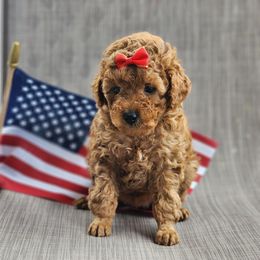 Nutmeg - Red  female Poodle puppy in Hoagland, Indiana from Kandyland Kennels