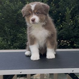 Red - Red tri-color male Australian Shepherd puppy in Elkton, Maryland from Perenne Aussies