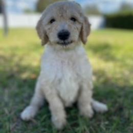 Goldendoodle Puppies from Da Ruba Doodles