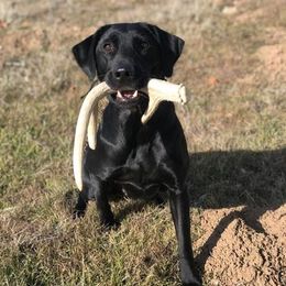 Labrador Retriever All Grown Up from Bourbon Creek Retrievers