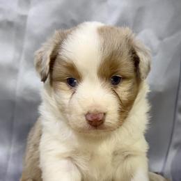 Jackie - Red merle female Miniature American Shepherd puppy in Clinton, Missouri from Mockingbirds American Minis