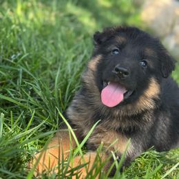 Sal - Black and red male German Shepherd puppy in Hesperia, California from Von Geesa