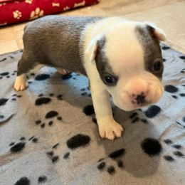 Boston Terrier Puppies from Boston Terriers of Conroe