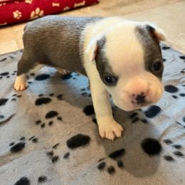 Boston Terrier Puppies from Boston Terriers of Conroe