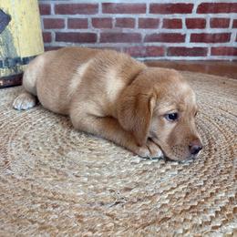 Butter - Yellow female Labrador Retriever puppy in Archer Lodge, North Carolina from Archer Lodge Labradors
