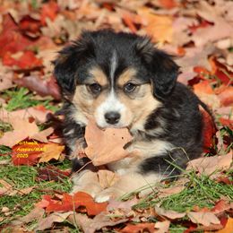 Emerie - Black tri female Miniature American Shepherd puppy in Hillsdale, Michigan from Faithwalk Aussies and Mini American Shepherds