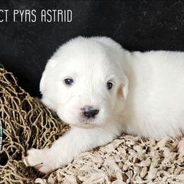 ASTRID - White female Great Pyrenees puppy in Trinidad, Colorado from Prospect Pyrenees