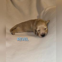 Revel - Cream male Dachshund puppy in Luttrell, Tennessee from Tiny Tails Ranch