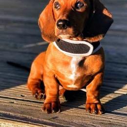 Dachshund Puppies from Firefly Farm