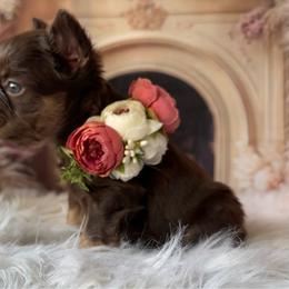 French Bulldog puppies from Southern Standard Bulldogs