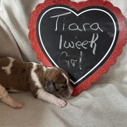 Tiara - Mahogany and white female Saint Berdoodle puppy in Traverse City, Michigan from Bare Paws Saint Berdoodles