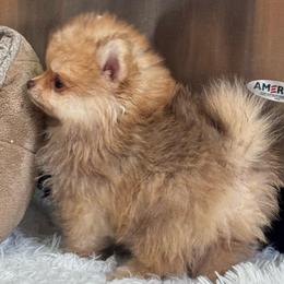 Peanut - Chocolate sable male Pomeranian puppy in Silver Springs, New York from Humehill