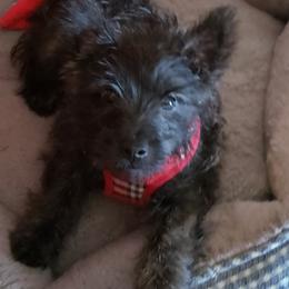 Cairn Terrier Puppies from Elam Acres Cairn Terriers