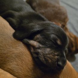 Dachshund Puppies from Tumbleweed Dachshunds