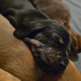 Dachshund Puppies from Tumbleweed Dachshunds