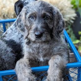 Labradoodles from Betty’s Farm & Garden