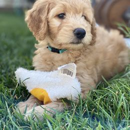 Goldendoodle and Poodle Puppies from Bracha Poodles & Doodles