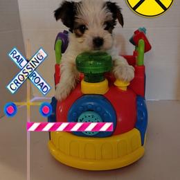 Lacey's Red Boy - Parti male Yorkshire Terrier puppy in Inverness, Florida from Luvayorkie&more