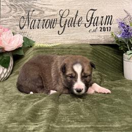 Luna - Brindle female Border Collie puppy in Moody, Texas from Narrow Gate Farm