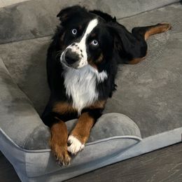 Jax - Miniature Australian Shepherd