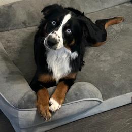 Jax - Miniature Australian Shepherd