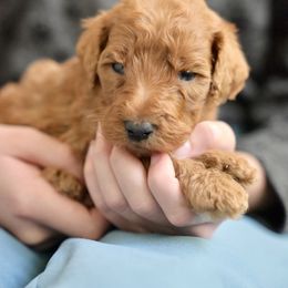 John Brooke - Red  male Poodle puppy in Grimsley, Tennessee from Above Standard Poodles