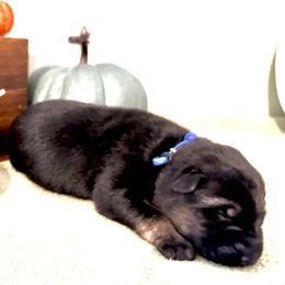 Boy 3 - Black and tan German Shepherd puppy in Grand Rapids, Michigan from Redmond German Shepherds
