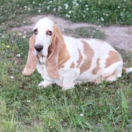 Joanie - Basset Hound