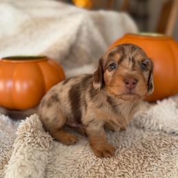 Pugsly - Dapple male Dachshund puppy in Griffin, Georgia from Always Trippin' Doxie Life
