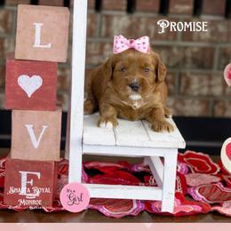 Promise - Red female Australian Labradoodle puppy in Redding, California from Shasta Royal Monroe Puppies