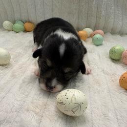 Orange Collar - Black and tan female Pembroke Welsh Corgi puppy in Abingdon, Virginia from Em-K Kennels